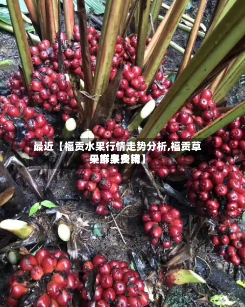 最近【福贡水果行情走势分析,福贡草果鲜果费用一市多少钱】