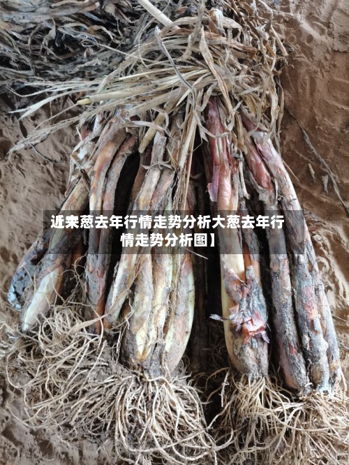 近来【大葱去年行情走势分析大葱去年行情走势分析图】