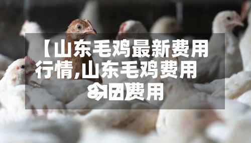 【山东毛鸡最新费用行情,山东毛鸡费用今日费用817】-第2张图片