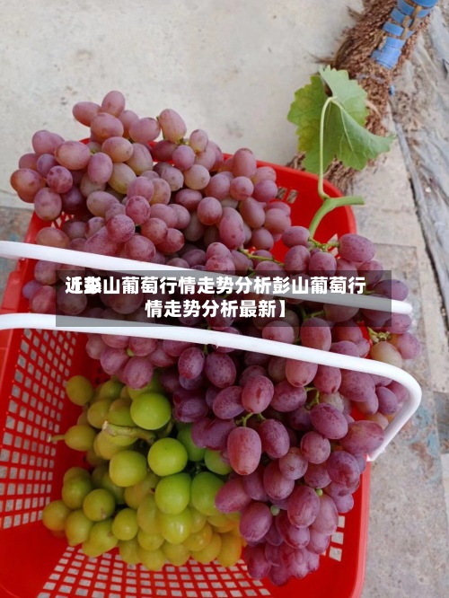 近来【彭山葡萄行情走势分析彭山葡萄行情走势分析最新】-第2张图片