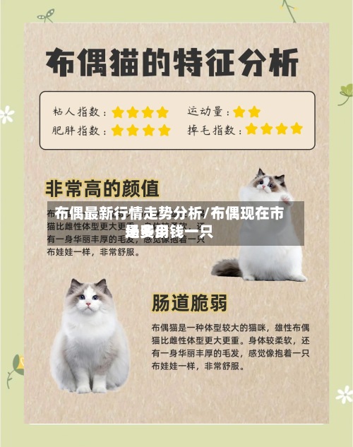 布偶最新行情走势分析/布偶现在市场费用是多少钱一只