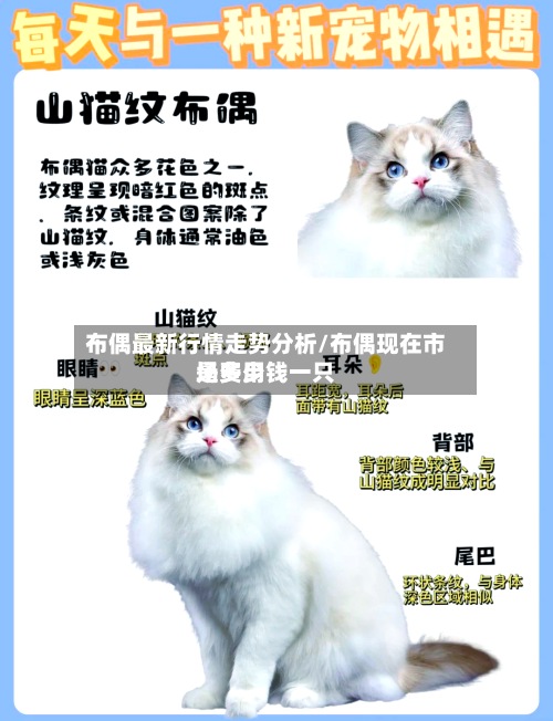 布偶最新行情走势分析/布偶现在市场费用是多少钱一只-第3张图片