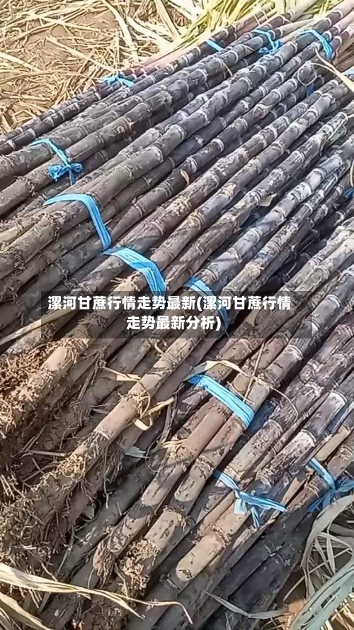 漯河甘蔗行情走势最新(漯河甘蔗行情走势最新分析)-第2张图片