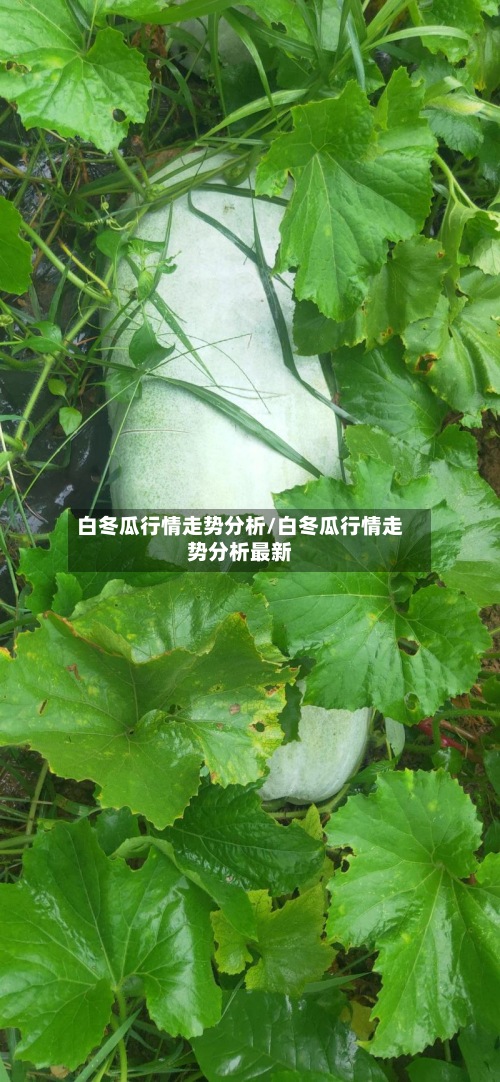 白冬瓜行情走势分析/白冬瓜行情走势分析最新-第2张图片