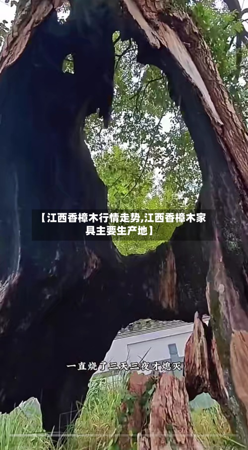 【江西香樟木行情走势,江西香樟木家具主要生产地】