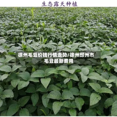 徐州毛豆价钱行情走势/徐州邳州市毛豆最新费用-第3张图片