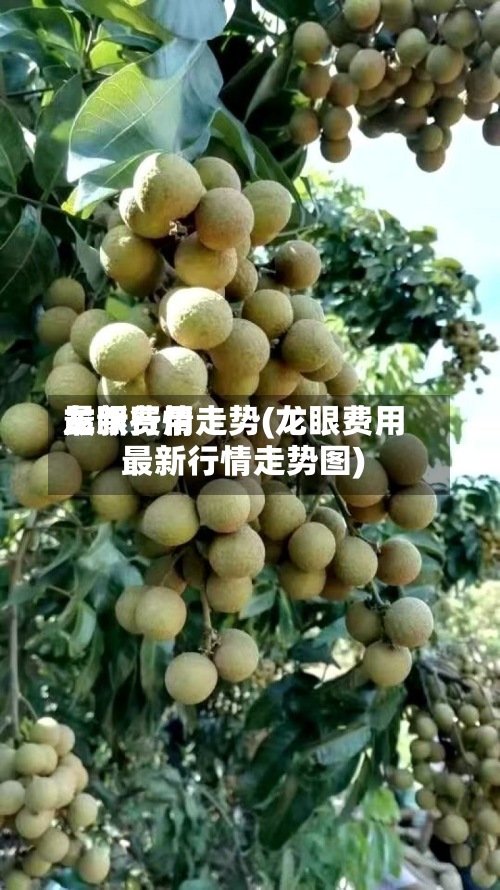 龙眼费用最新行情走势(龙眼费用最新行情走势图)