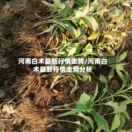 河南白术最新行情走势/河南白术最新行情走势分析-第3张图片