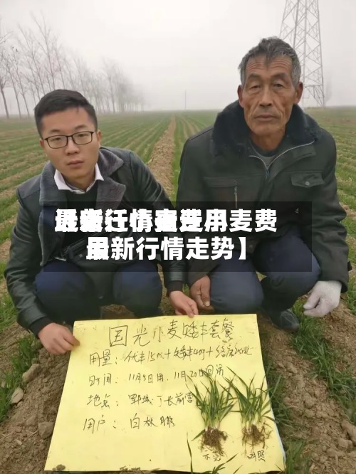 近来【宿迁小麦费用最新行情宿迁小麦费用最新行情走势】