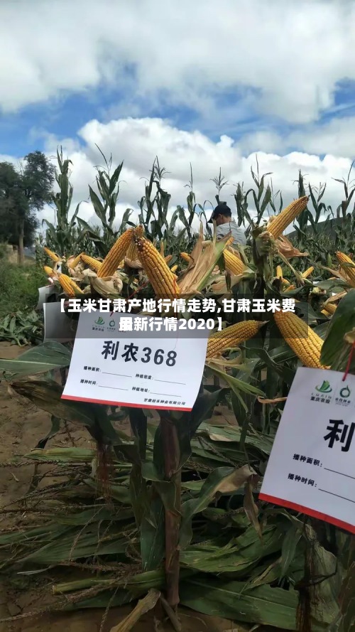 【玉米甘肃产地行情走势,甘肃玉米费用
最新行情2020】