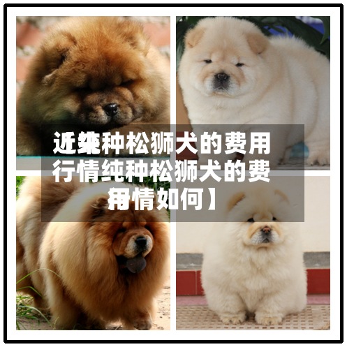 近来【纯种松狮犬的费用行情纯种松狮犬的费用行情如何】