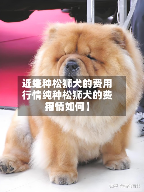 近来【纯种松狮犬的费用行情纯种松狮犬的费用行情如何】-第2张图片