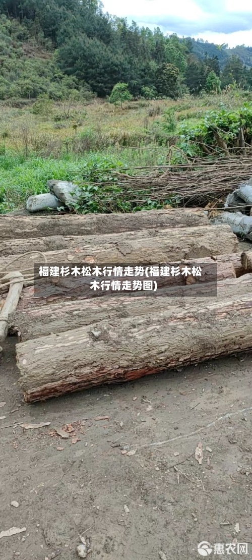 福建杉木松木行情走势(福建杉木松木行情走势图)-第2张图片