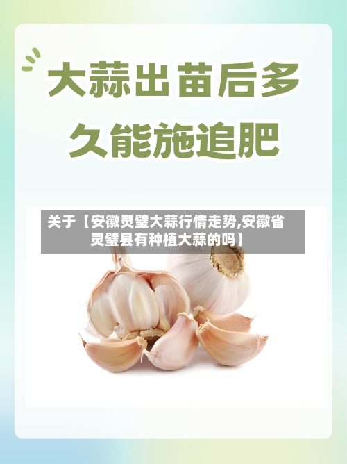 关于【安徽灵璧大蒜行情走势,安徽省灵璧县有种植大蒜的吗】-第2张图片