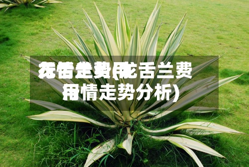 龙舌兰费用行情走势(龙舌兰费用行情走势分析)-第3张图片
