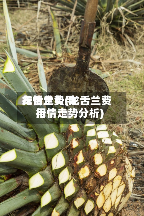 龙舌兰费用行情走势(龙舌兰费用行情走势分析)-第2张图片