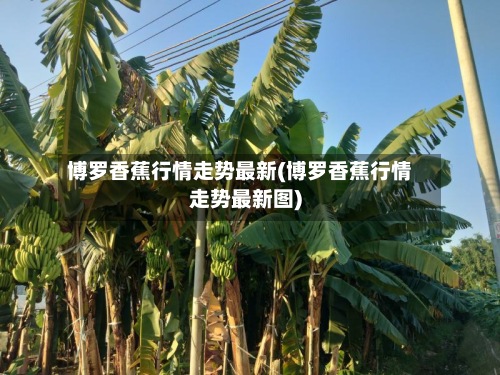 博罗香蕉行情走势最新(博罗香蕉行情走势最新图)