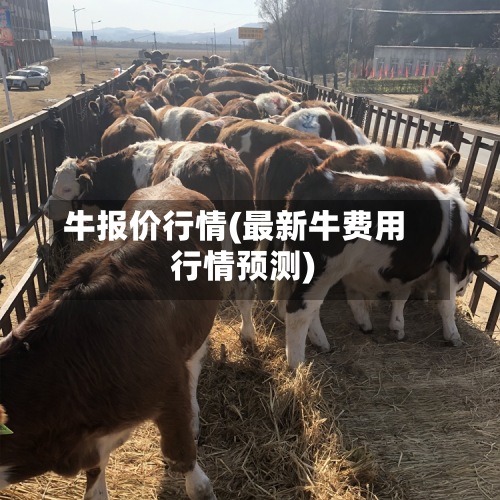 牛报价行情(最新牛费用行情预测)-第2张图片