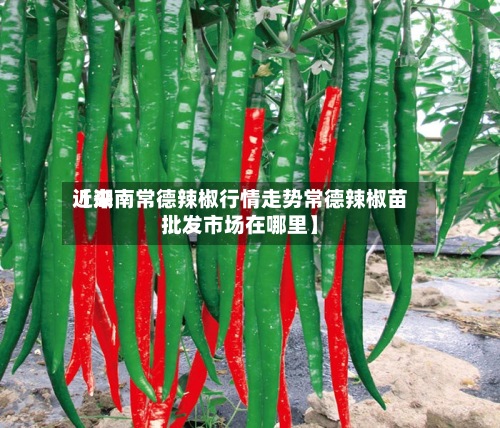 近来【湖南常德辣椒行情走势常德辣椒苗批发市场在哪里】