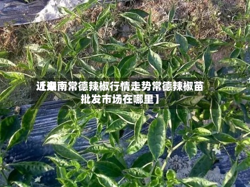 近来
【湖南常德辣椒行情走势常德辣椒苗批发市场在哪里】-第2张图片