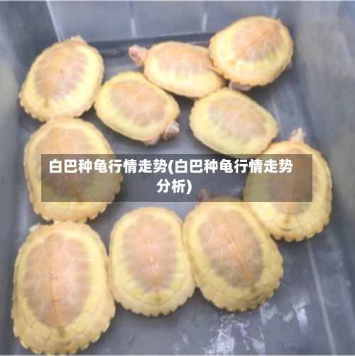 白巴种龟行情走势(白巴种龟行情走势分析)-第2张图片