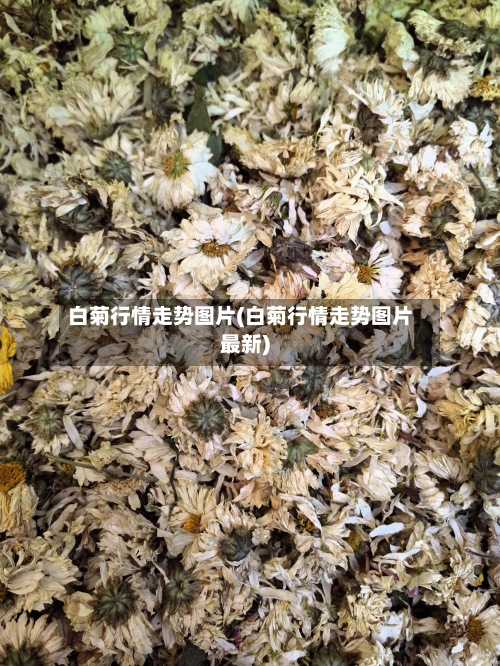 白菊行情走势图片(白菊行情走势图片最新)