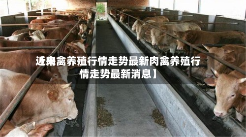 近来【肉禽养殖行情走势最新肉禽养殖行情走势最新消息】-第3张图片
