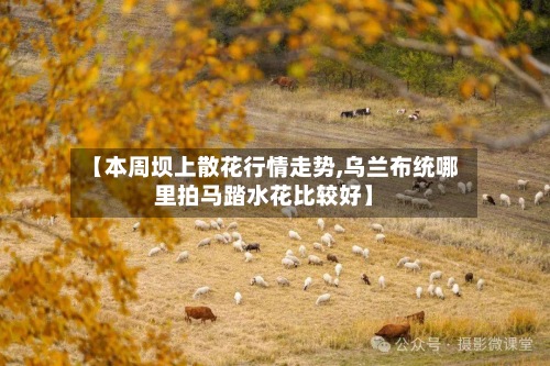 【本周坝上散花行情走势,乌兰布统哪里拍马踏水花比较好】-第2张图片