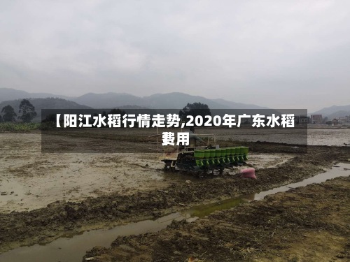 【阳江水稻行情走势,2020年广东水稻费用】
