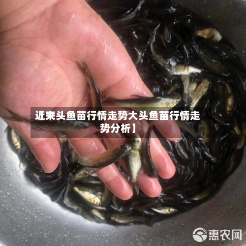 近来【大头鱼苗行情走势大头鱼苗行情走势分析】-第2张图片
