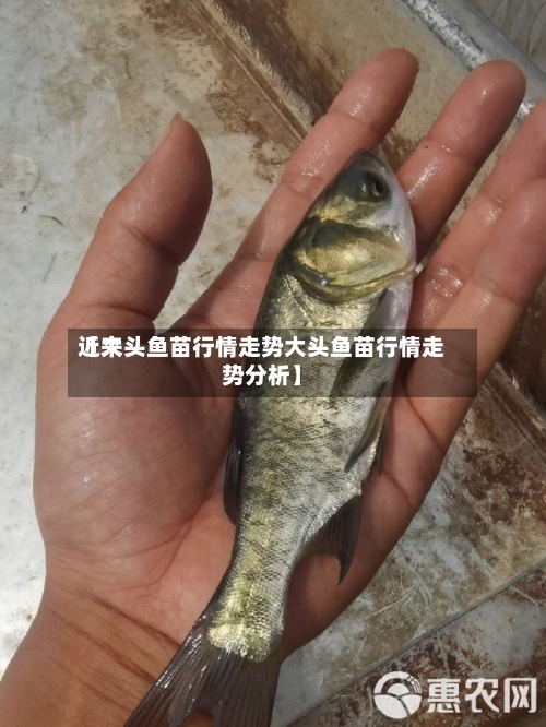 近来【大头鱼苗行情走势大头鱼苗行情走势分析】