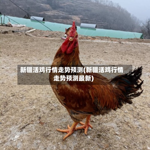新疆活鸡行情走势预测(新疆活鸡行情走势预测最新)-第3张图片