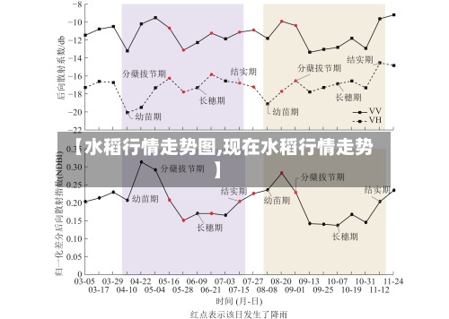 【水稻行情走势图,现在水稻行情走势】