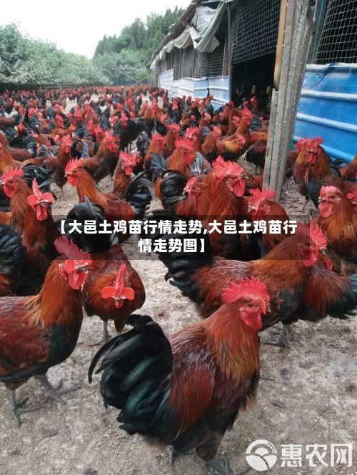 【大邑土鸡苗行情走势,大邑土鸡苗行情走势图】