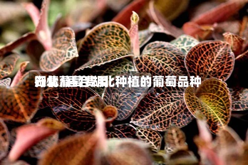 湖北葡萄费用行情/适合湖北种植的葡萄品种-第3张图片