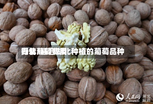 湖北葡萄费用行情/适合湖北种植的葡萄品种-第2张图片