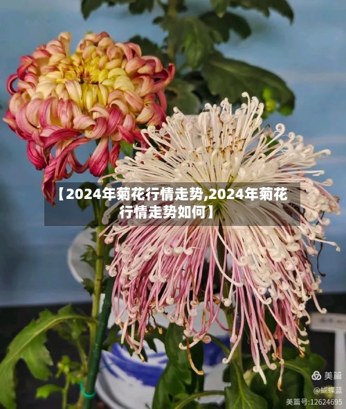 【2024年菊花行情走势,2024年菊花行情走势如何】-第2张图片