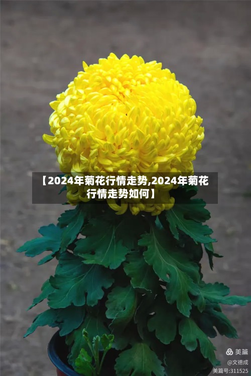 【2024年菊花行情走势,2024年菊花行情走势如何】