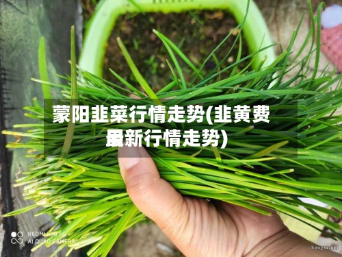 蒙阳韭菜行情走势(韭黄费用最新行情走势)