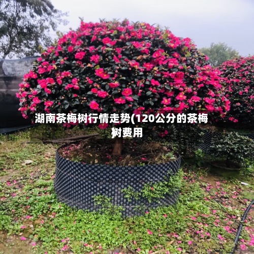 湖南茶梅树行情走势(120公分的茶梅树费用)