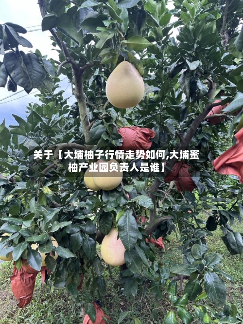 关于【大埔柚子行情走势如何,大埔蜜柚产业园负责人是谁】