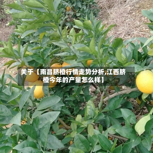 关于【南昌脐橙行情走势分析,江西脐橙今年的产量怎么样】
