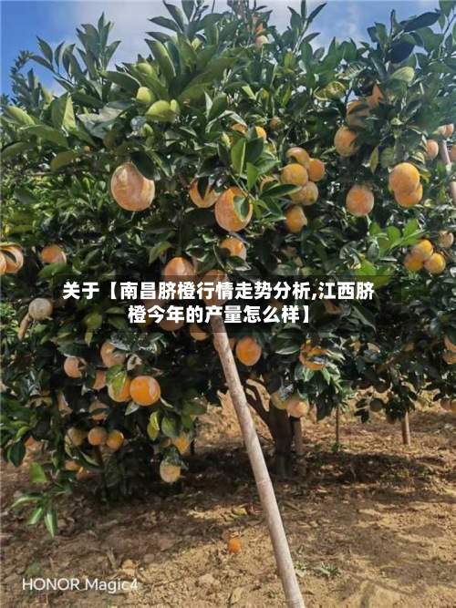 关于【南昌脐橙行情走势分析,江西脐橙今年的产量怎么样】-第2张图片