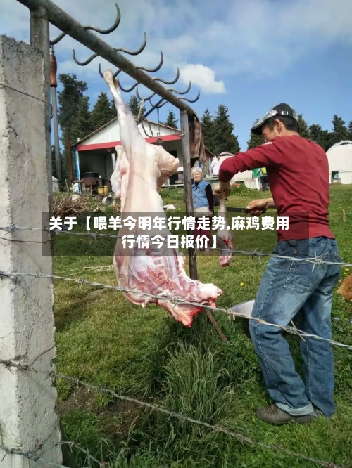 关于【喂羊今明年行情走势,麻鸡费用行情今日报价】