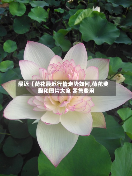 最近【荷花最近行情走势如何,荷花费用表和图片大全 零售费用】