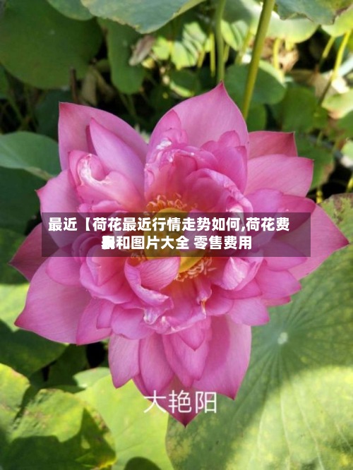 最近【荷花最近行情走势如何,荷花费用表和图片大全 零售费用】-第2张图片