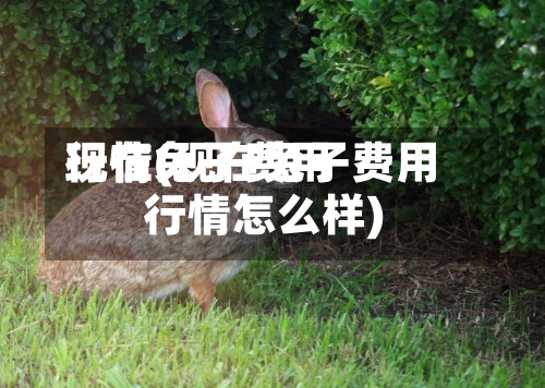现在兔子费用行情(现在兔子费用行情怎么样)-第2张图片