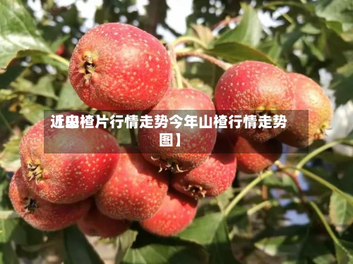 近来
【山楂片行情走势今年山楂行情走势图】