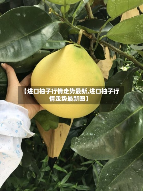 【进口柚子行情走势最新,进口柚子行情走势最新图】-第2张图片