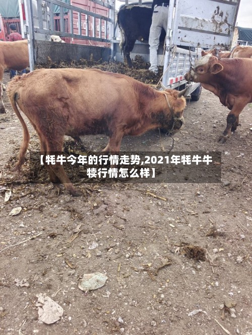 【牦牛今年的行情走势,2021年牦牛牛犊行情怎么样】